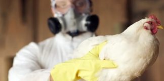Sacrifican a 10 millones de aves por brote de gripe aviar en Francia