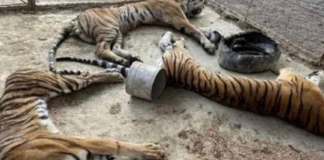 La asociación de zoológicos exige la renuncia de funcionario de la PROFEPA