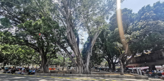 Acordonan árboles en el zócalo por temor de colapso
