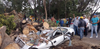 Colapsa árbol en el Llano, solo daños materiales