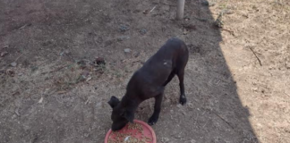 Fiscalía inicia investigación por el delito de crueldad animal