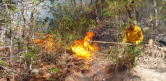 Controlan incendio forestal en Magdalena Peñasco