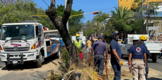 Volteo se queda sin frenos y se impacta contra palmera