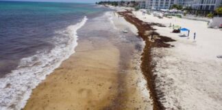 Alertan sobre incremento de sargazo en próximos días en el Caribe mexicano