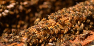 Oaxaca, sexto lugar de producción nacional de miel