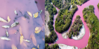 ¡La laguna “La Salina” en Oaxaca se pinta de rosa!, especies en peligro