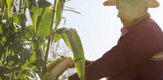 AMLO pide a productores de granos hacer patria y no abusar de altos precios