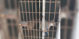 En Oaxaca, encarcelan a dos borregos por comer pasto de un albergue