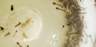 En temporada de lluvias, actívate contra el dengue, zika y chikungunya: SSO