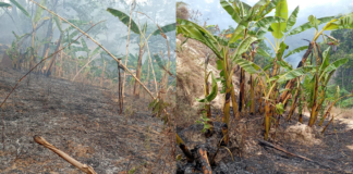 MULT acusa a MULTI por incendio forestal en Copala