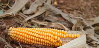 El precio de los granos lo fija el mercado global y no los agricultores: especialistas