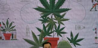 En Tailandia, gobierno regalará un millón de plantas de mariguana