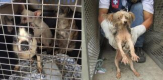Inicia Semovi procedimiento a transporte urbano que atropelló a un animal de compañía