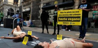 Activistas muestran sufrimiento de animales con performance en CdMx