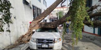 Árbol cae sobre vehículo en la colonia Reforma, solo daños materiales