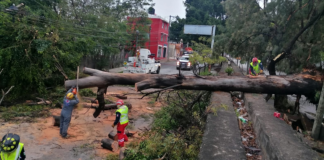 Cae otro árbol de la ciudad de Oaxaca