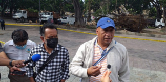 Ambientalistas urgen a edil de Oaxaca Plan Integral para atender arbolado