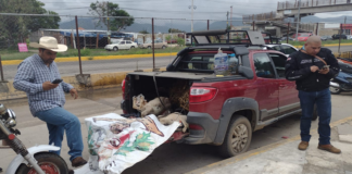 Con borregos muertos, ganaderos exigen apoyos