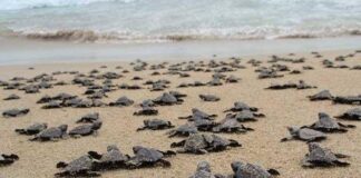 Tras paso de “Agatha”, reabre Centro Mexicano de la Tortuga en Mazunte