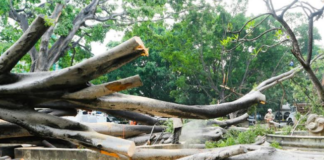 Realiza Semaedeso evaluación tras el desplome de Laurel del Zócalo