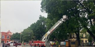 Acordonan y podan árboles en el zócalo por temor de colapso