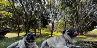 Cuatro parques públicos de Oaxaca ya son ¡Pet Friendly!