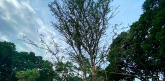 Sustituyen a Laurel Histórico en el zócalo de la ciudad