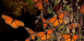 Clasifican a la mariposa monarca como especie amenazada
