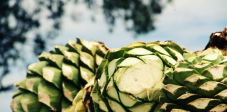 Realizarán concurso de la “Piña más pesada de agave” en la Feria del Mezcal