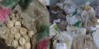 Vinculan a hombre que fue detenido con 21 mil huevos de tortuga