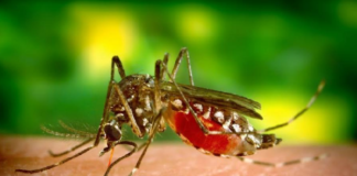 Recomienda IMSS extremar medidas para evitar dengue