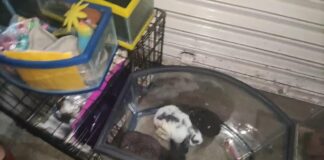Incendio en mercado de Oaxaca causa muerte de animales por intoxicación