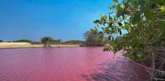 ¡La laguna “Alotengo” en Pinotepa se pinta de rosa!