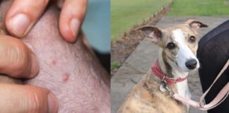 Reportan el primer caso de viruela del mono en un perro