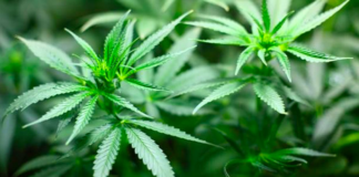 Ruta cannábica, estrategia para atraer turismo en Oaxaca