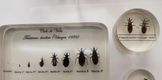 Enfermedad de Chagas, prevenible con limpieza de los hogares: SSO