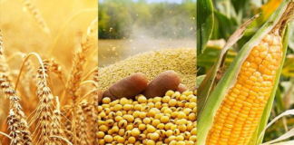 Gruma y Bachoco, en la mira de la 4T