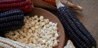 Oaxaca celebra el Día Nacional del Maíz, alimento que representa nuestra identidad