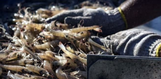 Pausa agro mexicano el Tratado de Libre Comercio con Ecuador