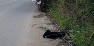 Localizan cadáver de hombre maniatado en Santa Lucía