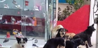 Zapatería permite a perritos callejeros refugiarse durante lluvia en Oaxaca y se vuelve viral