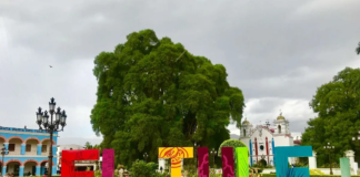 Festejan al árbol del Tule en Oaxaca