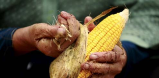 Abordarán maíz transgénico en Cumbre de Líderes de América del Norte