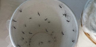 Garantiza SSO tratamiento gratuito para pacientes con paludismo o malaria