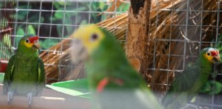 En redes sociales se comercia fauna en peligro de extinción: CDB