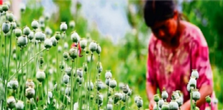 Marina urge apoyos para que campesinos dejen de sembrar amapola