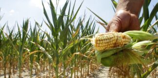 Crece presión en EU sobre México por el maíz transgénico