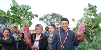 Encabeza Salomón Jara la Cosecha de Rábanos en Oaxaca
