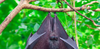 Rabia humana: Estos son los signos y síntomas de esta enfermedad