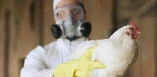 Activan emergencia nacional por Gripe Aviar